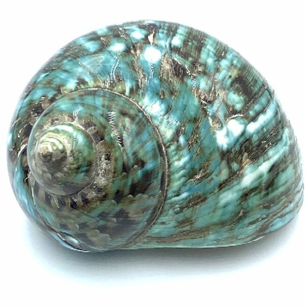 Coquillage Turbo imperialis – Image 2
