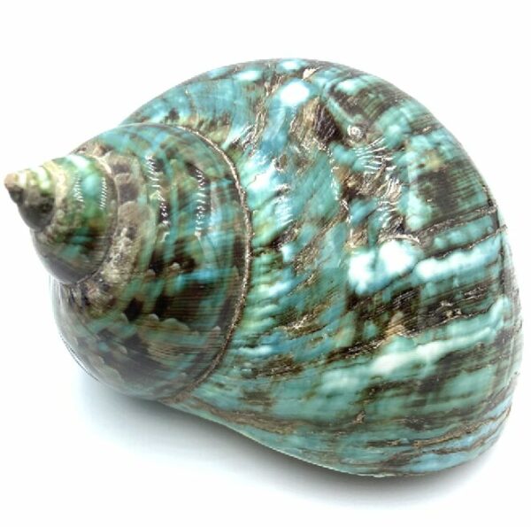 Coquillage Turbo imperialis