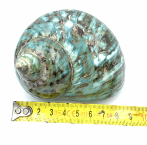Coquillage Turbo imperialis – Image 3