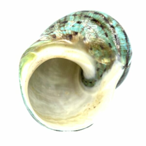 Coquillage Turbo imperialis – Image 4