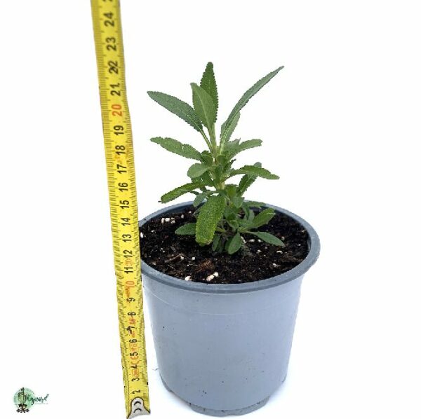 Sauge noire salvia mellifera – Image 2