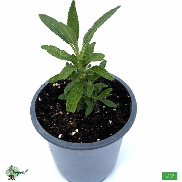 Sauge noire salvia mellifera