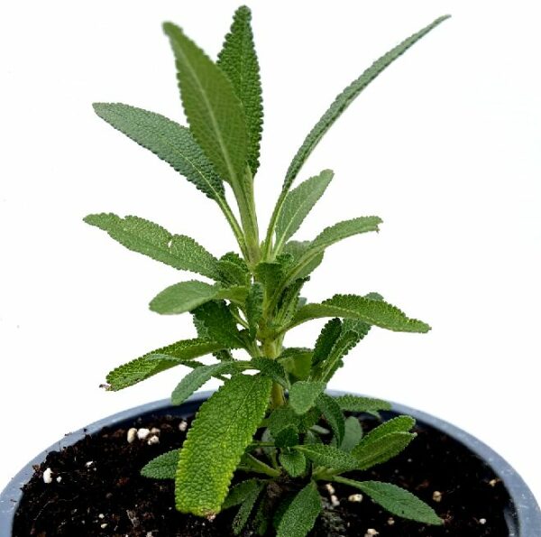 Sauge noire salvia mellifera – Image 3