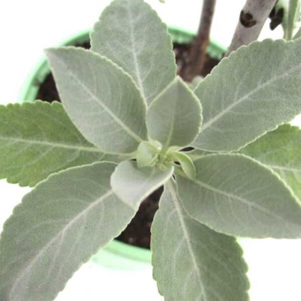 Sauge blanche – Image 2