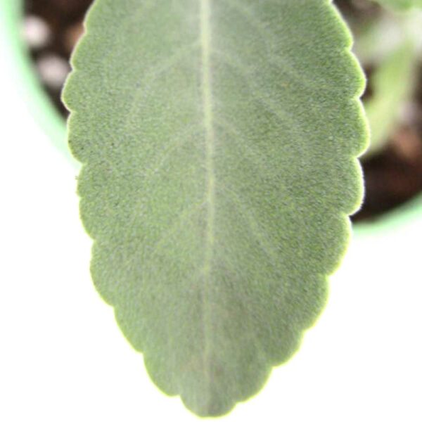Sauge blanche – Image 3
